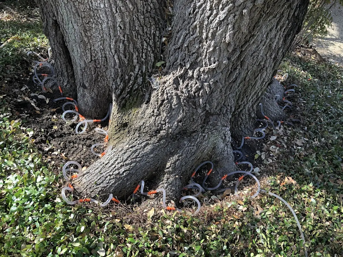 Detailed Tree Cabling and Bracing job site in Angier