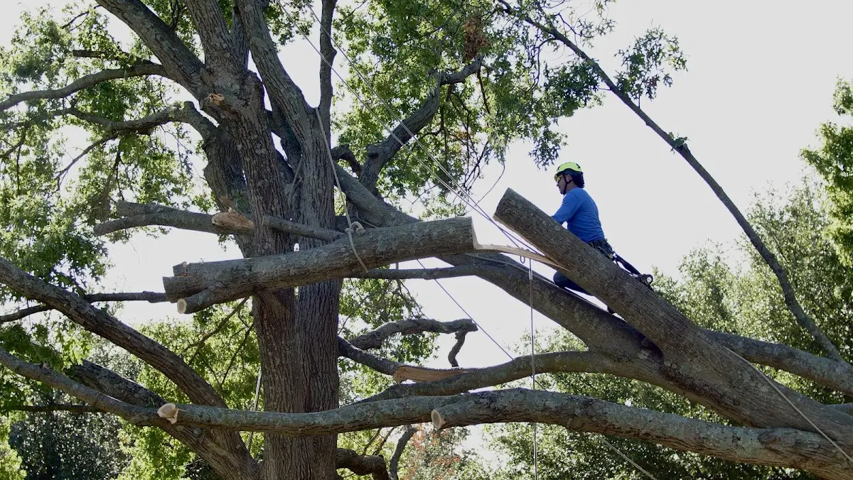 Professional Crown Thinning performed by certified arborists in Angier