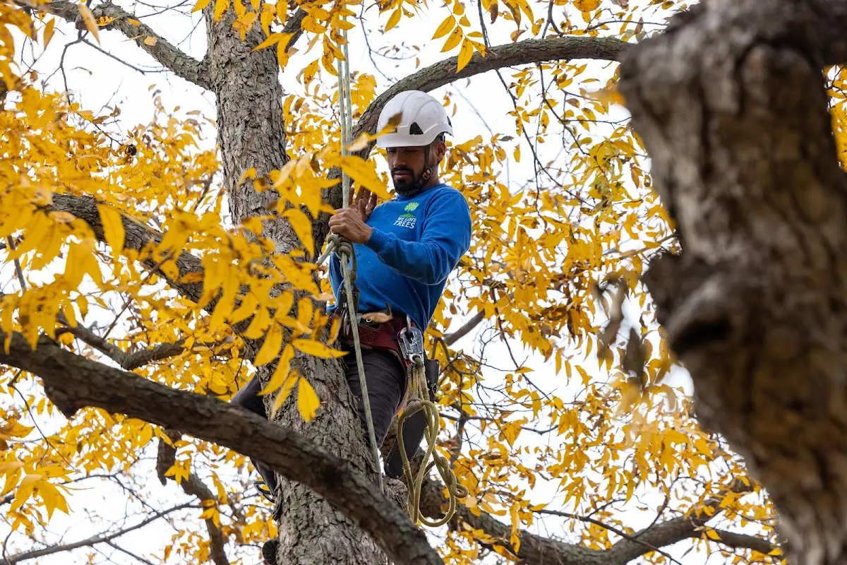 Skilled Tree Transplanting crew working in Angier