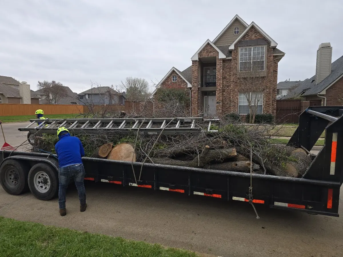 Expert Tree Removal with proper safety equipment in Angier